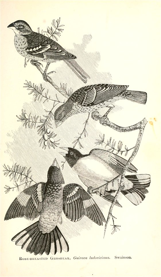 n368_w1150