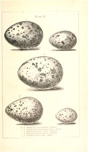 n610_w1150