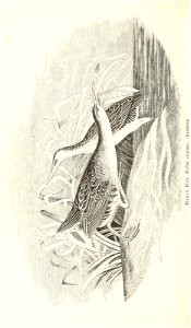 n537_w1150