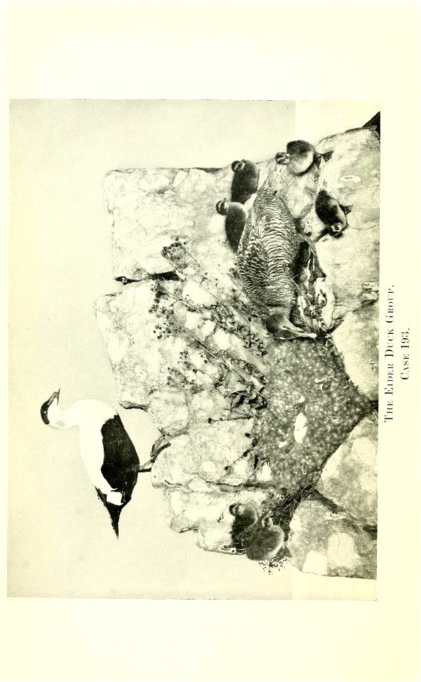 n67_w1150
