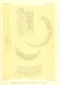 n636_w1150