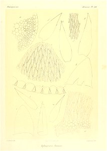 n902_w1150