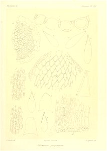 n900_w1150