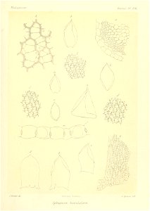 n896_w1150