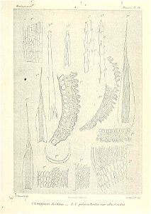 n656_w1150