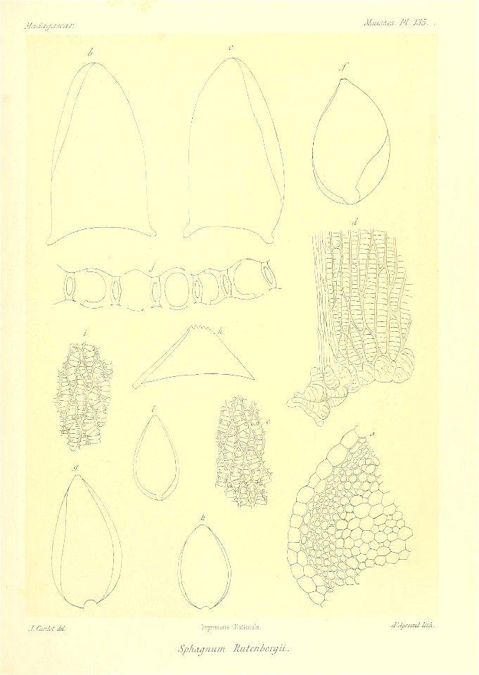 n894_w1150