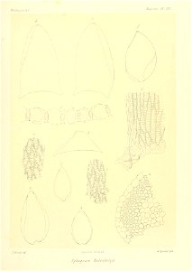 n894_w1150