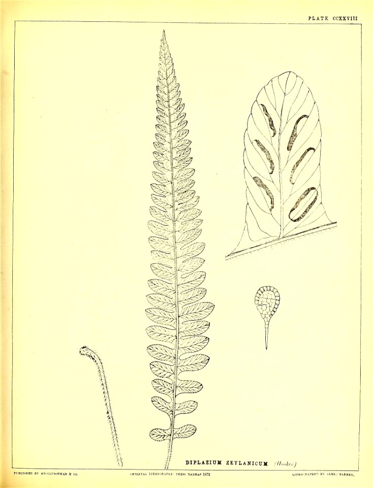 n570_w1150