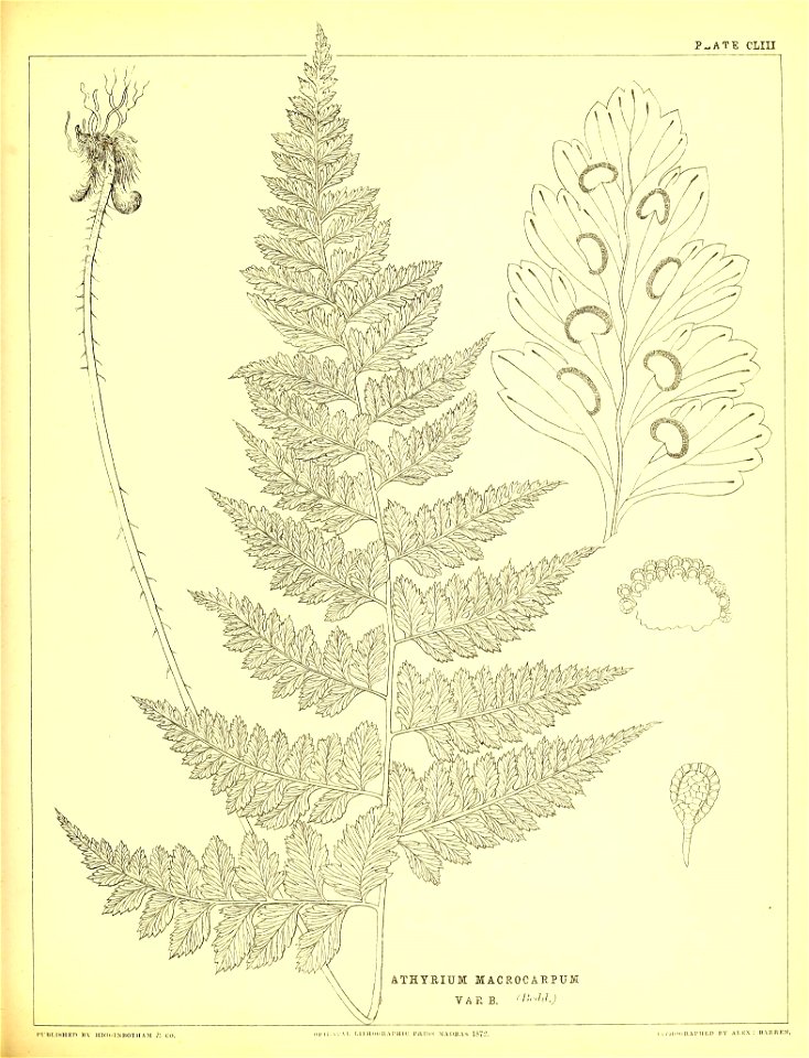 n420_w1150