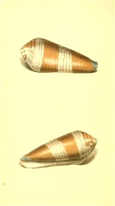 n29_w1150