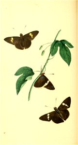 n249_w1150