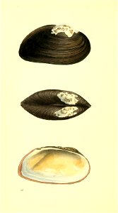n185_w1150