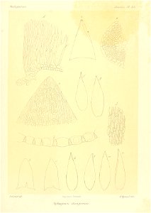 n910_w1150