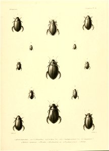 n596_w1150