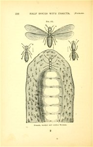 n335_w1150
