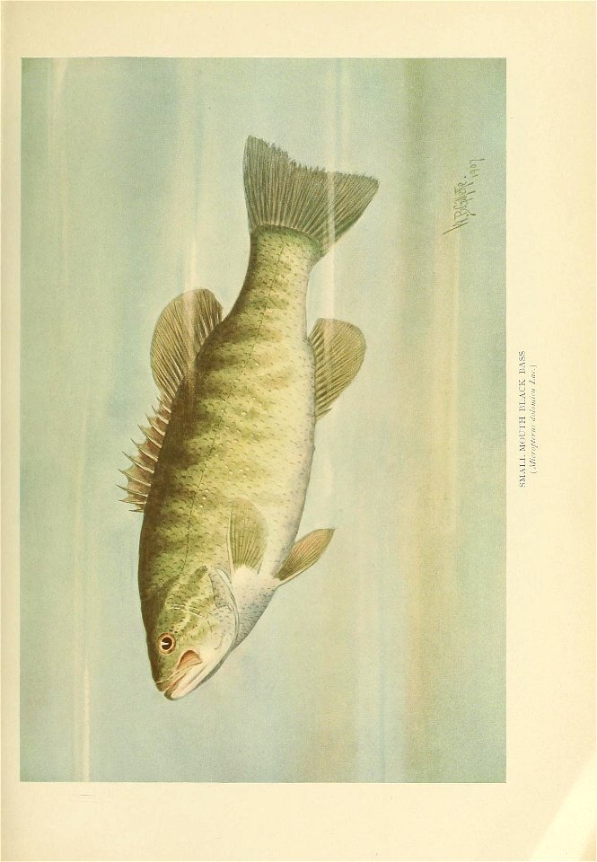 n466_w1150