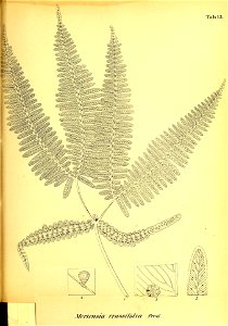 n556_w1150