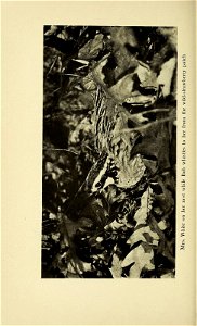 n307_w1150