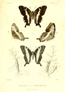 n490_w1150