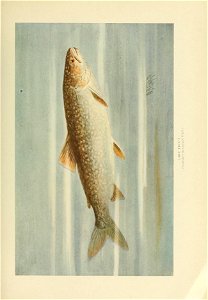 n474_w1150