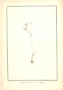 n21_w1150