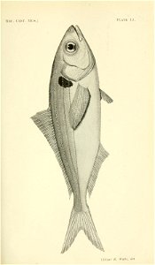 n368_w1150