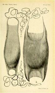 n190_w1150