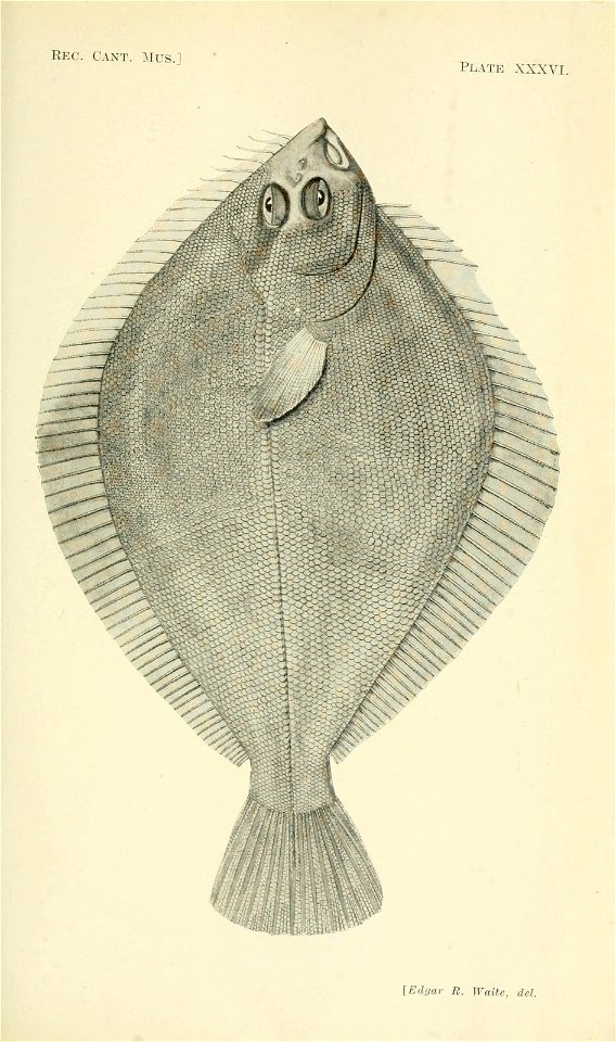 n338_w1150