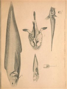 n136_w1150