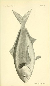 n366_w1150