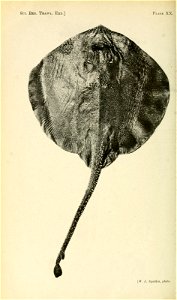 n189_w1150