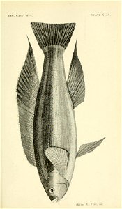 n364_w1150