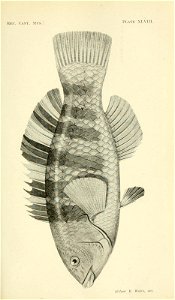n362_w1150