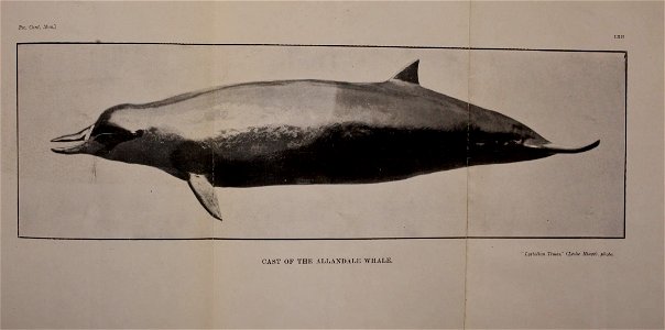 n458_w1150