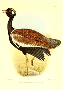n56_w1150