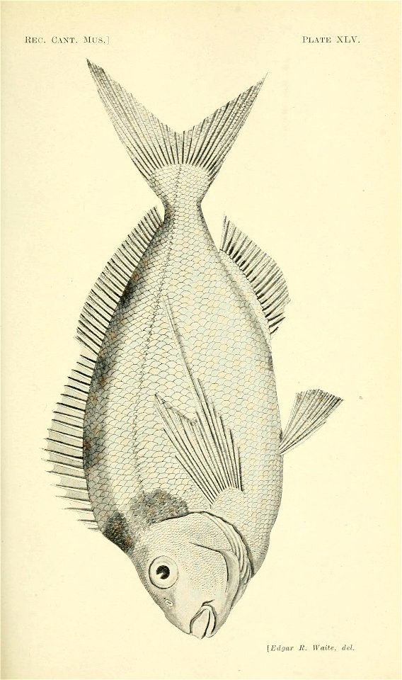 n356_w1150