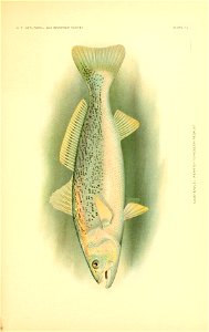 n356_w1150