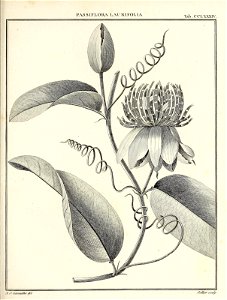 n426_w1150