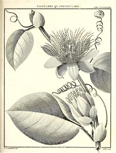 n424_w1150