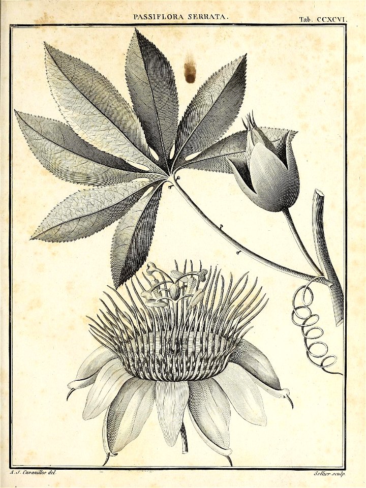 n450_w1150