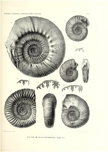 n196_w1150