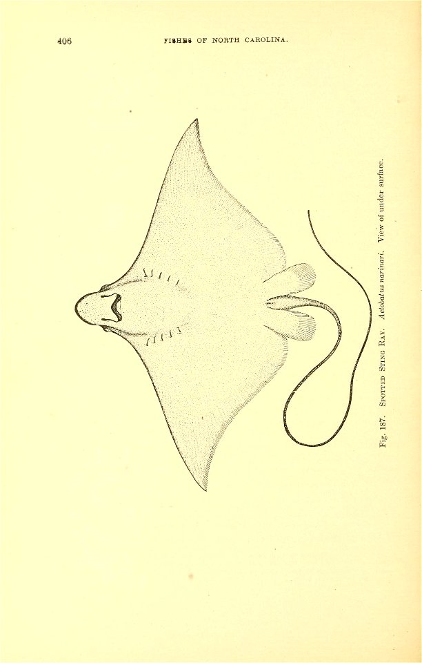 n461_w1150