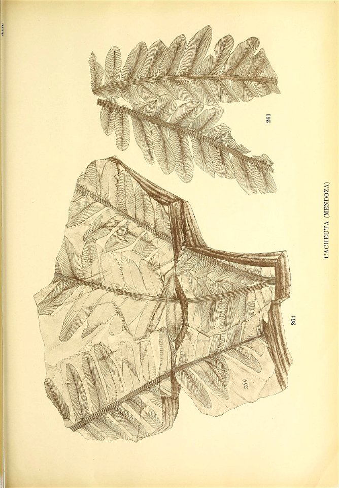n334_w1150