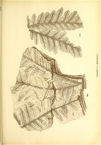 n334_w1150