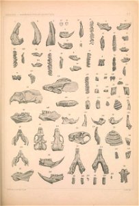 n1102_w1150