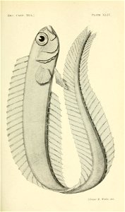 n354_w1150