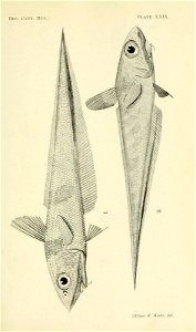 n322_w1150