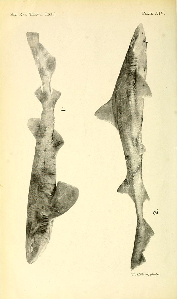 n183_w1150