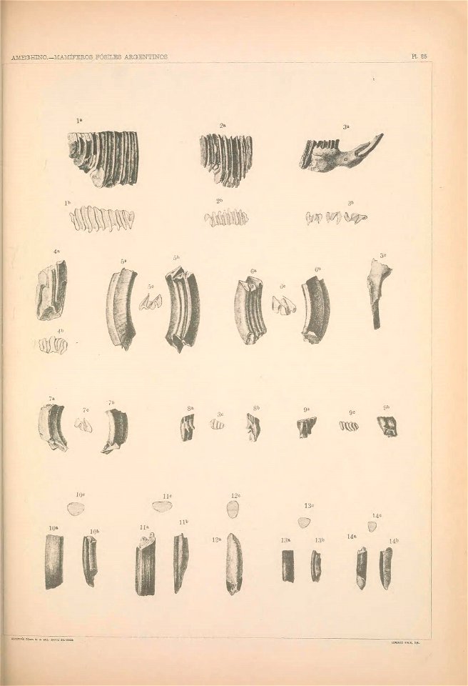 n1178_w1150