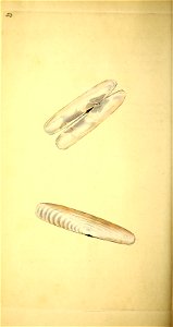 n81_w1150